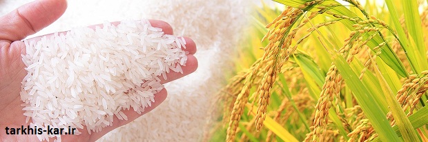 ترخیص کار برنج