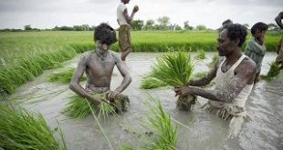 هزینه ترخیص برنج